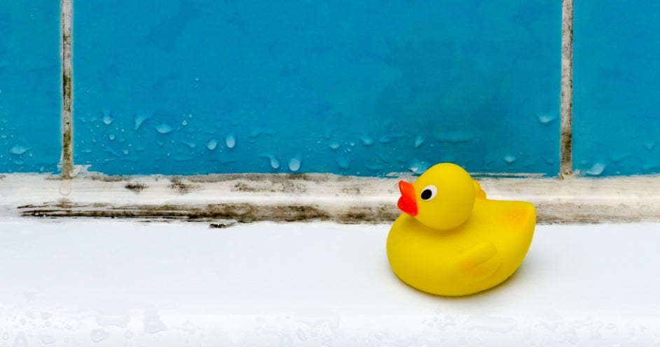 צבע נגד עובש